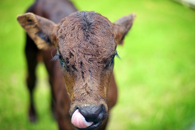 Just your average every day neighborhood cow