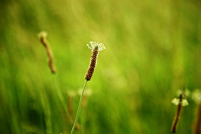IMG_1299 copy
