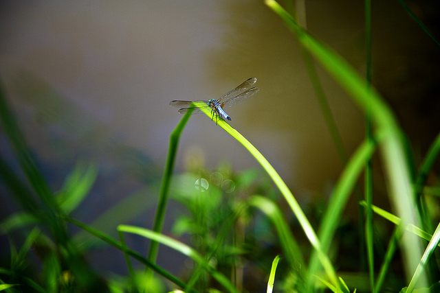 Dragonfly