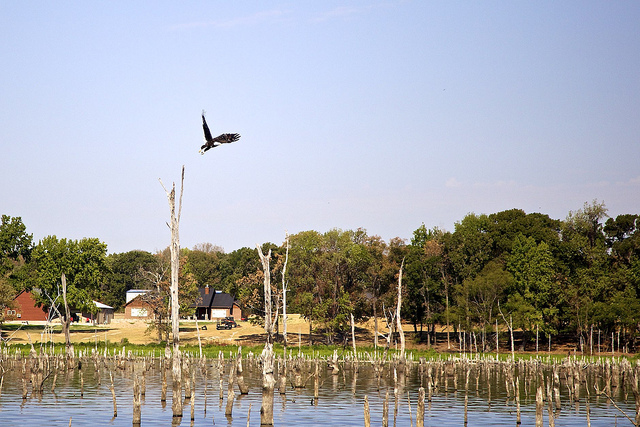 Bald Eagle at Lake Fork, TX