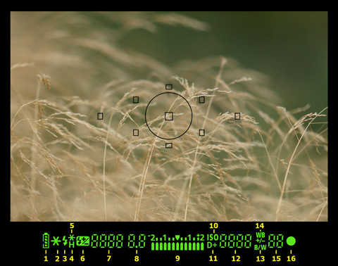 5D Mark II viewfinder